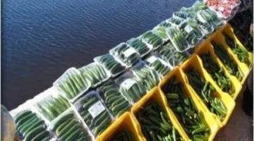 كم سجل سعر كيلو الخيار والخضراوات في أسواق محافظة المنيا اليوم الإثنين؟